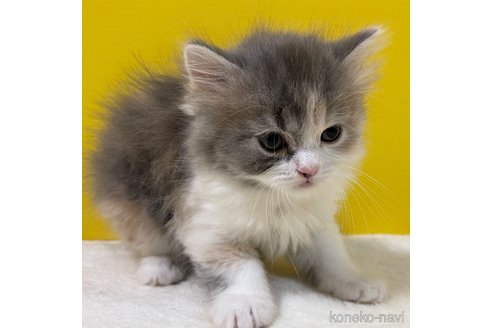 成約済の山梨県のスコティッシュフォールド-74796の4枚目