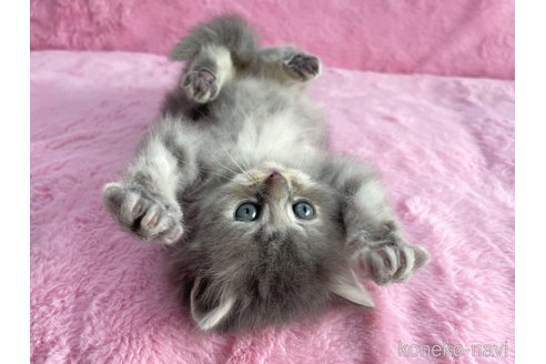 成約済の神奈川県のサイベリアン-74160の4枚目