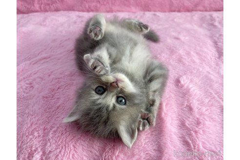 成約済の神奈川県のサイベリアン-74160の6枚目