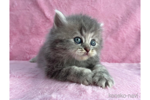 成約済の神奈川県のサイベリアン-74160の5枚目