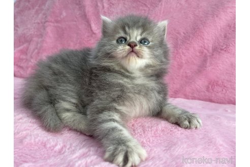 成約済の神奈川県のサイベリアン-74160の7枚目