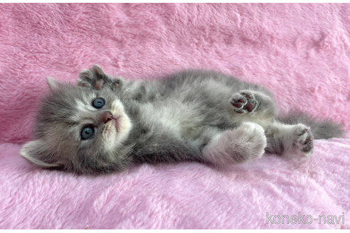 成約済の神奈川県のサイベリアン-74160の3枚目