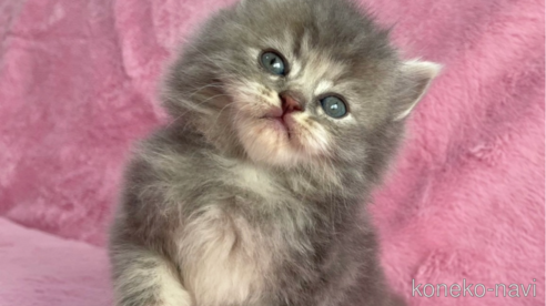 成約済の神奈川県のサイベリアン-74160の2枚目