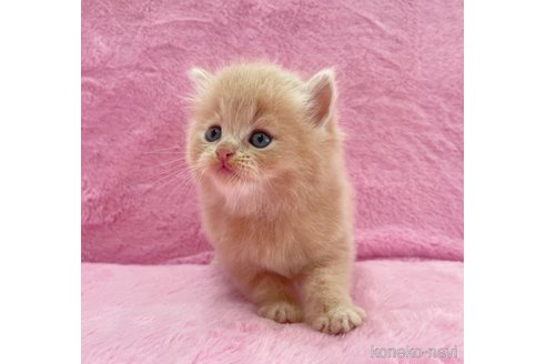 成約済の神奈川県のサイベリアン-74161の3枚目