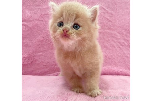 成約済の神奈川県のサイベリアン-74161の4枚目