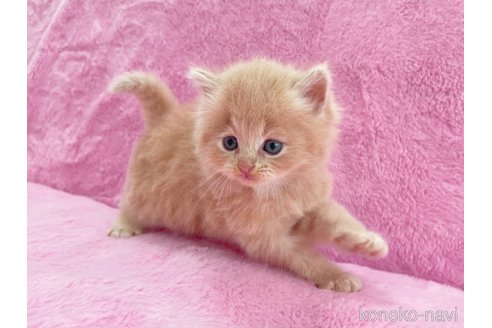 成約済の神奈川県のサイベリアン-74161の5枚目