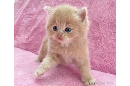 成約済の神奈川県のサイベリアン-74161の6枚目