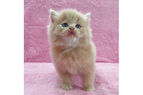 成約済の神奈川県のサイベリアン-74161の7枚目