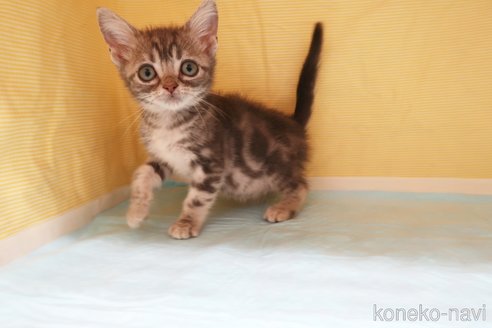 成約済の東京都のアメリカンショートヘア-74179の3枚目