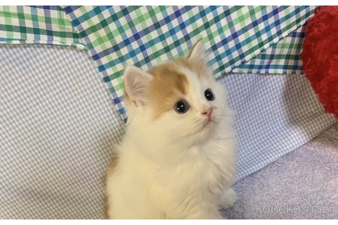 成約済の大阪府のスコティッシュストレート-74400の2枚目