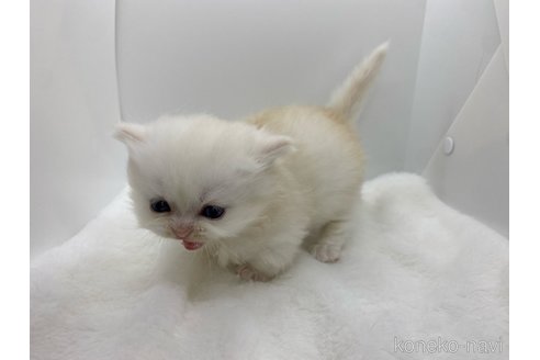 成約済の鹿児島県のミヌエット(短足)-74882の4枚目