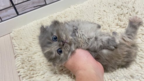 成約済の福岡県のマンチカン(短足)-74892の3枚目