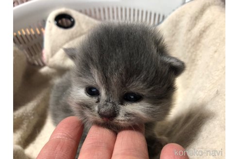 成約済の愛知県のスコティッシュフォールド-74922の12枚目
