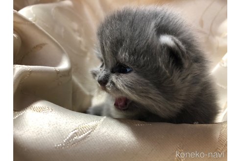 成約済の愛知県のスコティッシュフォールド-74922の9枚目