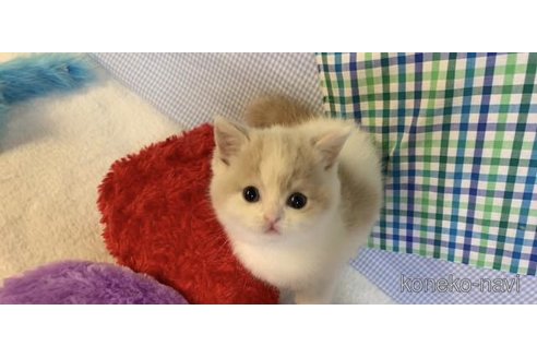 成約済の大阪府のマンチカン-74950の1枚目