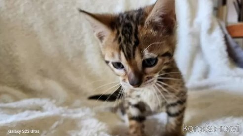 成約済の栃木県のベンガル-74961の11枚目