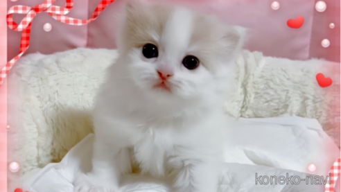 成約済の愛媛県のスコティッシュフォールド-74970の1枚目