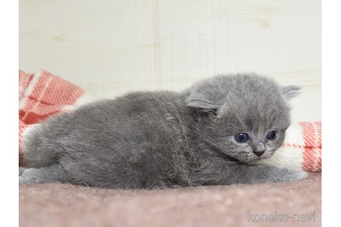 成約済の愛知県のマンチカン-74993の4枚目