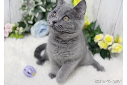 成約済の静岡県のシャルトリュー-75000の2枚目