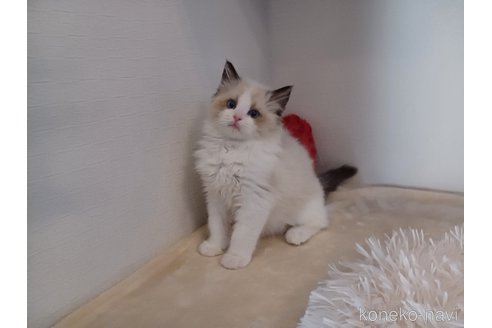 成約済の東京都のラグドール-71789の4枚目