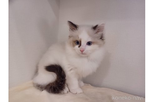 成約済の東京都のラグドール-71794の8枚目