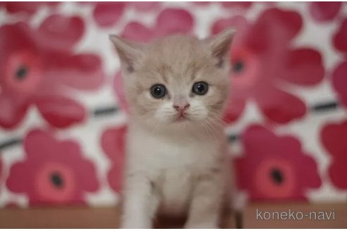 成約済の東京都のブリティッシュショートヘア-75044の2枚目