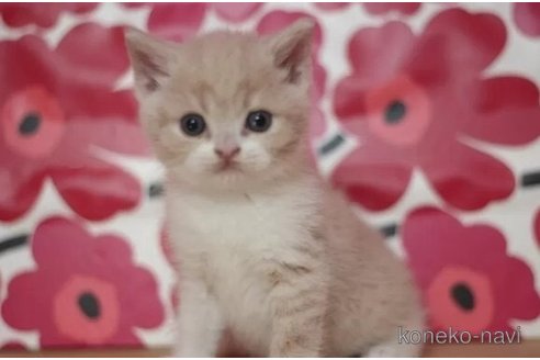 成約済の東京都のブリティッシュショートヘア-75044