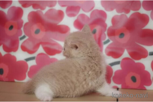 成約済の東京都のブリティッシュショートヘア-75044の3枚目