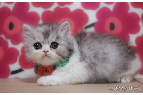 成約済の東京都のミヌエット-75047の3枚目