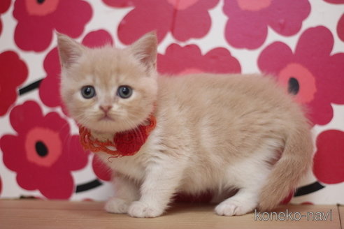 成約済の東京都のブリティッシュショートヘア-75048の3枚目