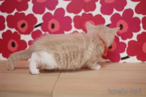 成約済の東京都のブリティッシュショートヘア-75048の2枚目