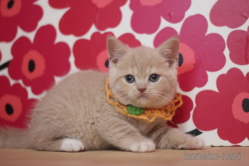 成約済の東京都のスコティッシュフォールド-75050の1枚目