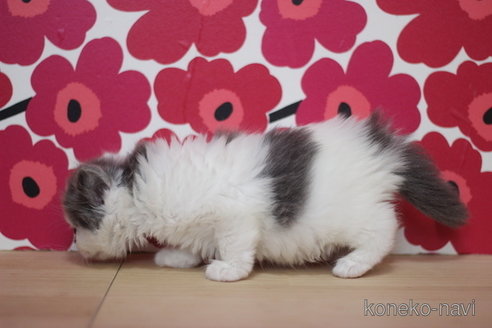 成約済の東京都のブリティッシュショートヘア-75053の3枚目