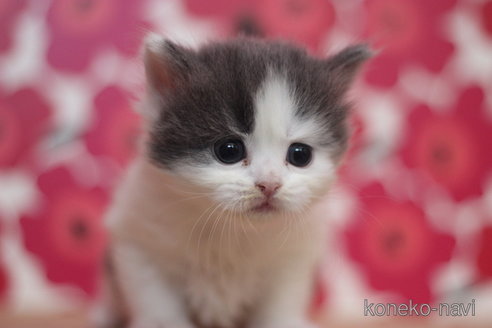 成約済の東京都のブリティッシュショートヘア-75053の1枚目