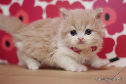 成約済の東京都のブリティッシュショートヘア-75056の2枚目