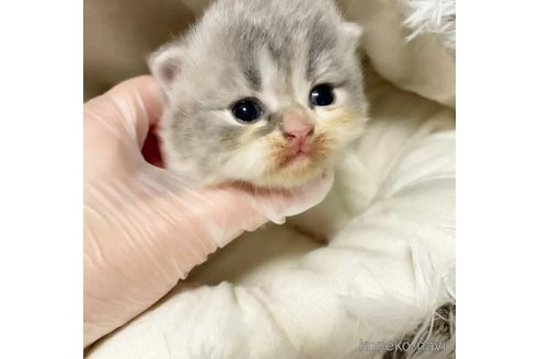 成約済の島根県のスコティッシュフォールド(折れ耳)-75057の2枚目