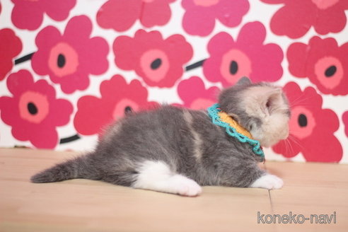 成約済の東京都のマンチカン(短足)-75060の2枚目