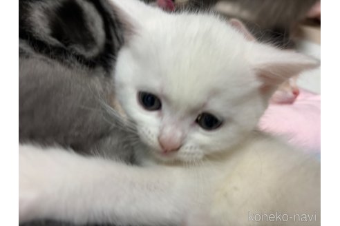 成約済の千葉県のスコティッシュフォールド-74131の40枚目