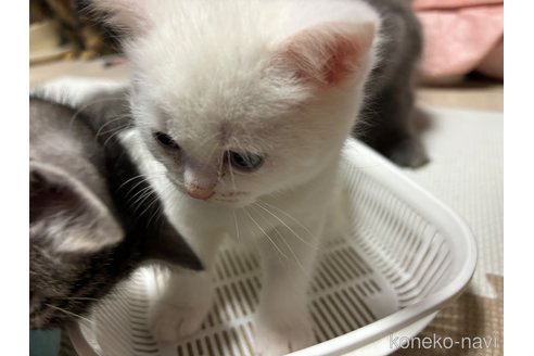 成約済の千葉県のスコティッシュフォールド-74131の39枚目