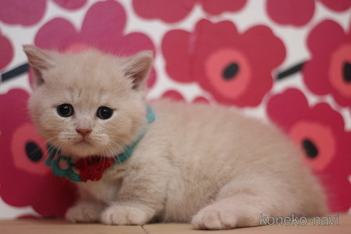 成約済の東京都のマンチカン(短足)-75061の3枚目