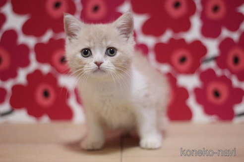 成約済の東京都のスコティッシュフォールド-75065の2枚目