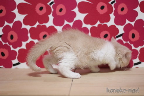 成約済の東京都のスコティッシュフォールド-75065の3枚目