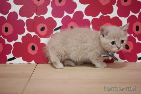 成約済の東京都のマンチカン(短足)-75068の2枚目