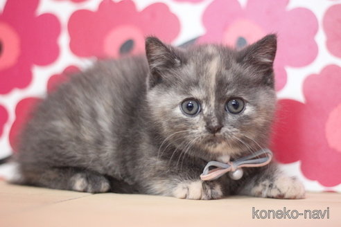 成約済の東京都のマンチカン(短足)-75070