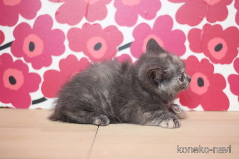 成約済の東京都のマンチカン(短足)-75070の2枚目