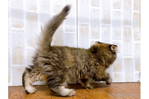 成約済の東京都のスコティッシュフォールド(折れ耳)-73917の15枚目