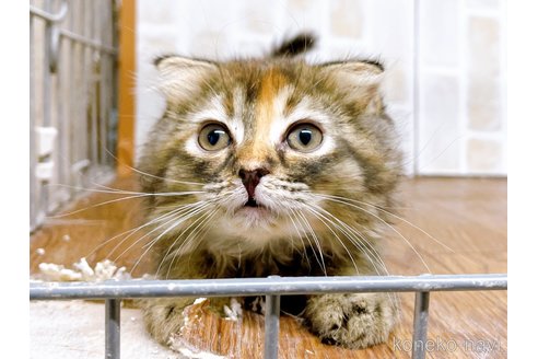 成約済の東京都のスコティッシュフォールド(折れ耳)-73917の14枚目