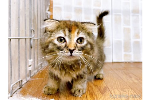 成約済の東京都のスコティッシュフォールド(折れ耳)-73917の13枚目