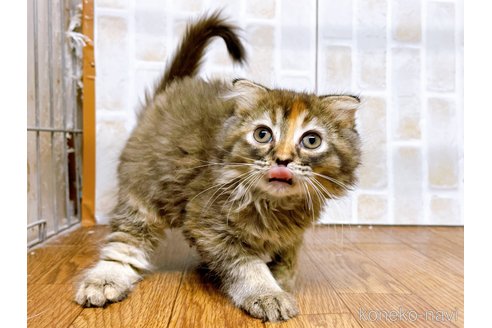 成約済の東京都のスコティッシュフォールド(折れ耳)-73917の12枚目