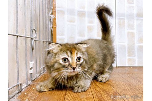 成約済の東京都のスコティッシュフォールド(折れ耳)-73917の11枚目